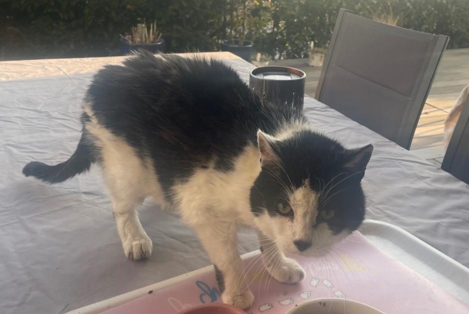 Alerta descoberta Gato cruzamento Fêmea Gilly Switzerland